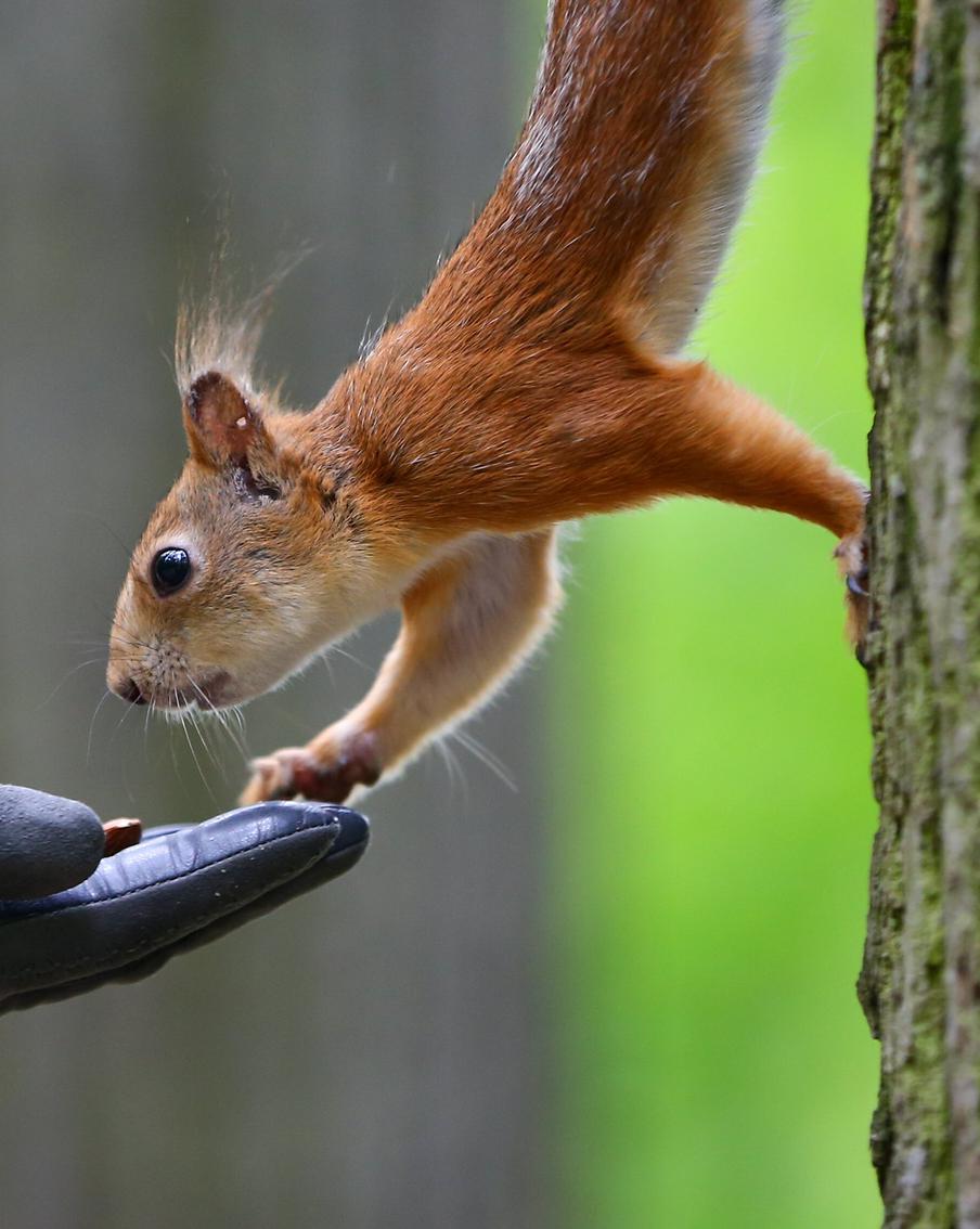 В международный день белок ищем свою хвостатую звезду в парке