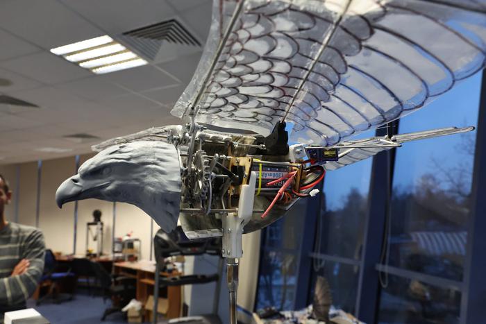 В Физтехе создают птицу-дрона: почему это так сложно в XXI веке