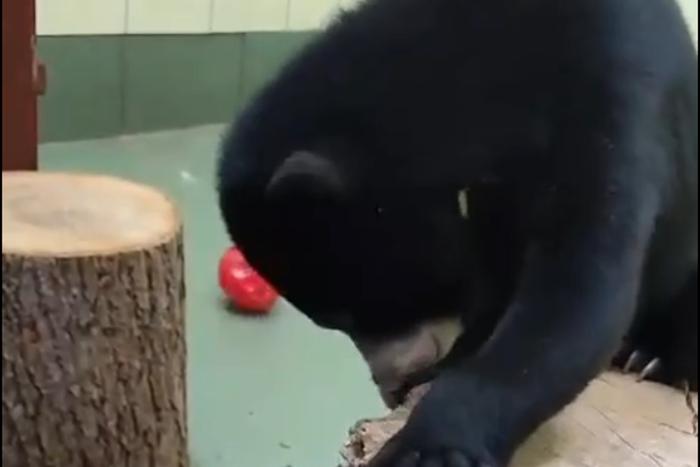 Московский зоопарк показал маленькую медведицу за учёбой