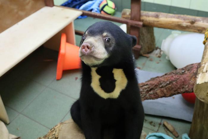 Участники проекта "Активный гражданин" смогут определить, как будут звать малайских медвежат в Московском зоопарке