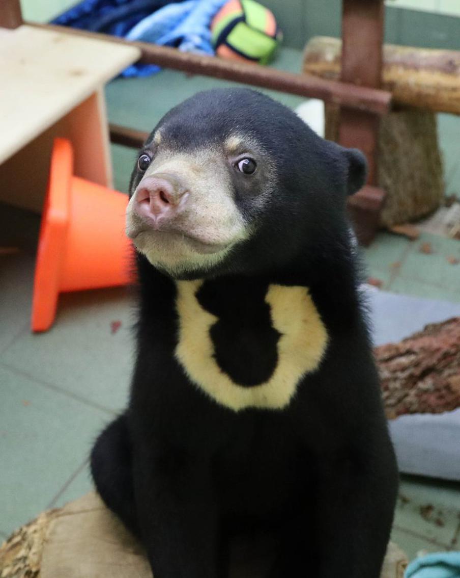 Участники проекта "Активный гражданин" смогут определить, как будут звать малайских медвежат в Московском зоопарке