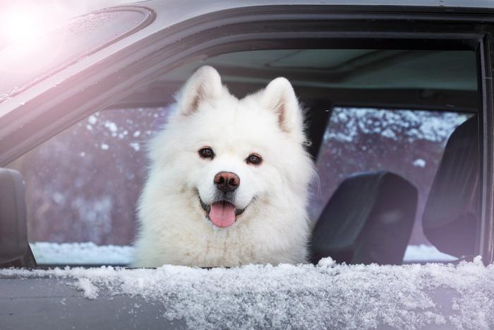 Максим Ликсутов напомнил, почему зимой не стоит оставлять детей и животных в машинах