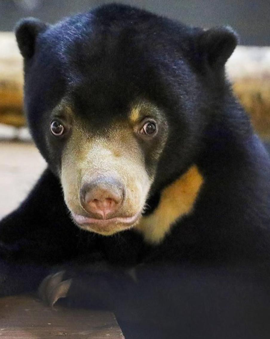 Зоолог рассказал, как растёт малайская медведица в Московском зоопарке