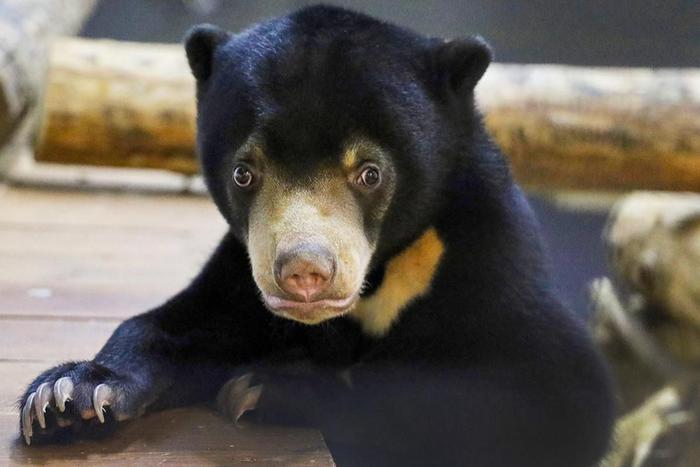 Зоолог рассказал, как растёт малайская медведица в Московском зоопарке