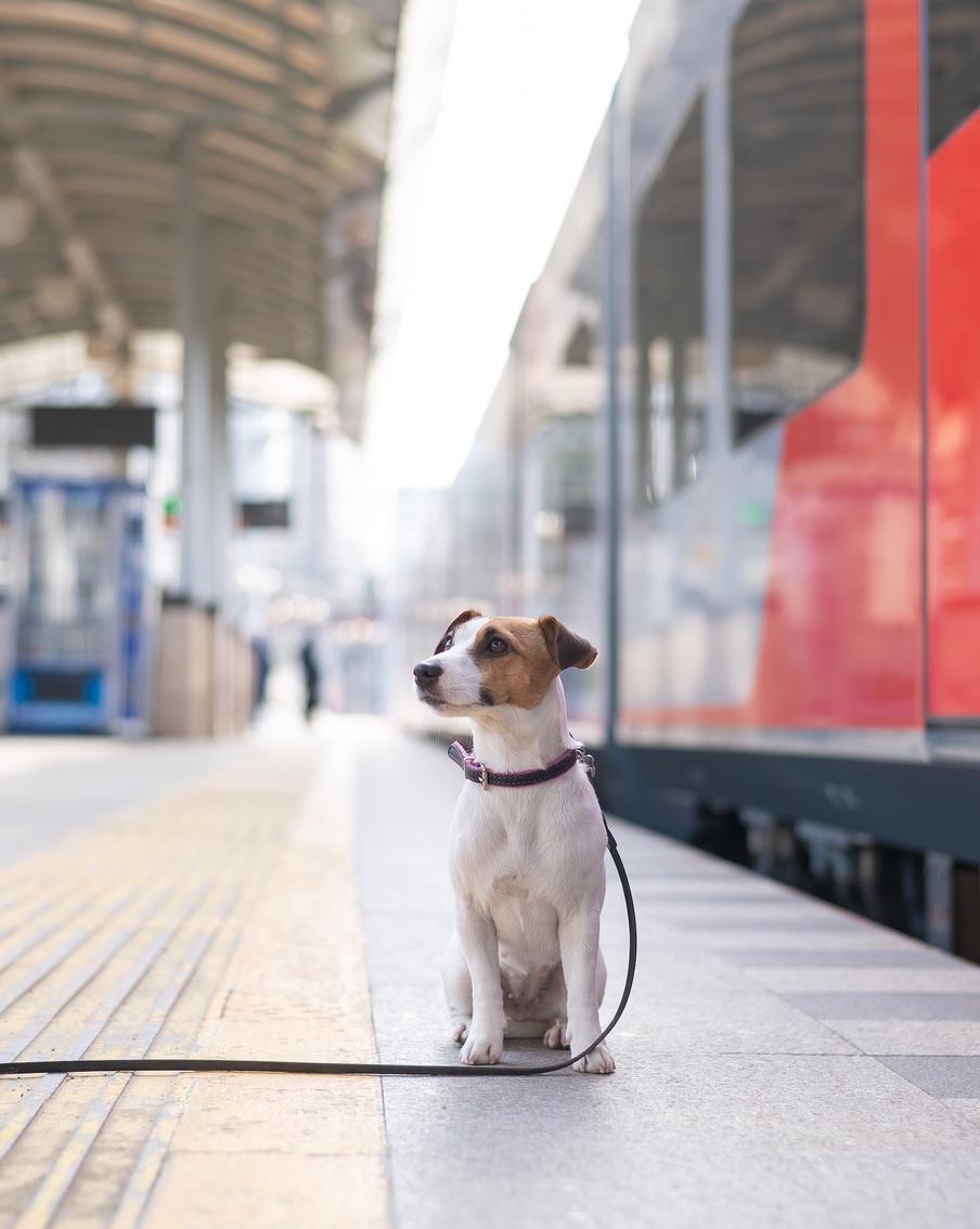 Поиск пропавших животных: что делать, если ваш питомец потерялся