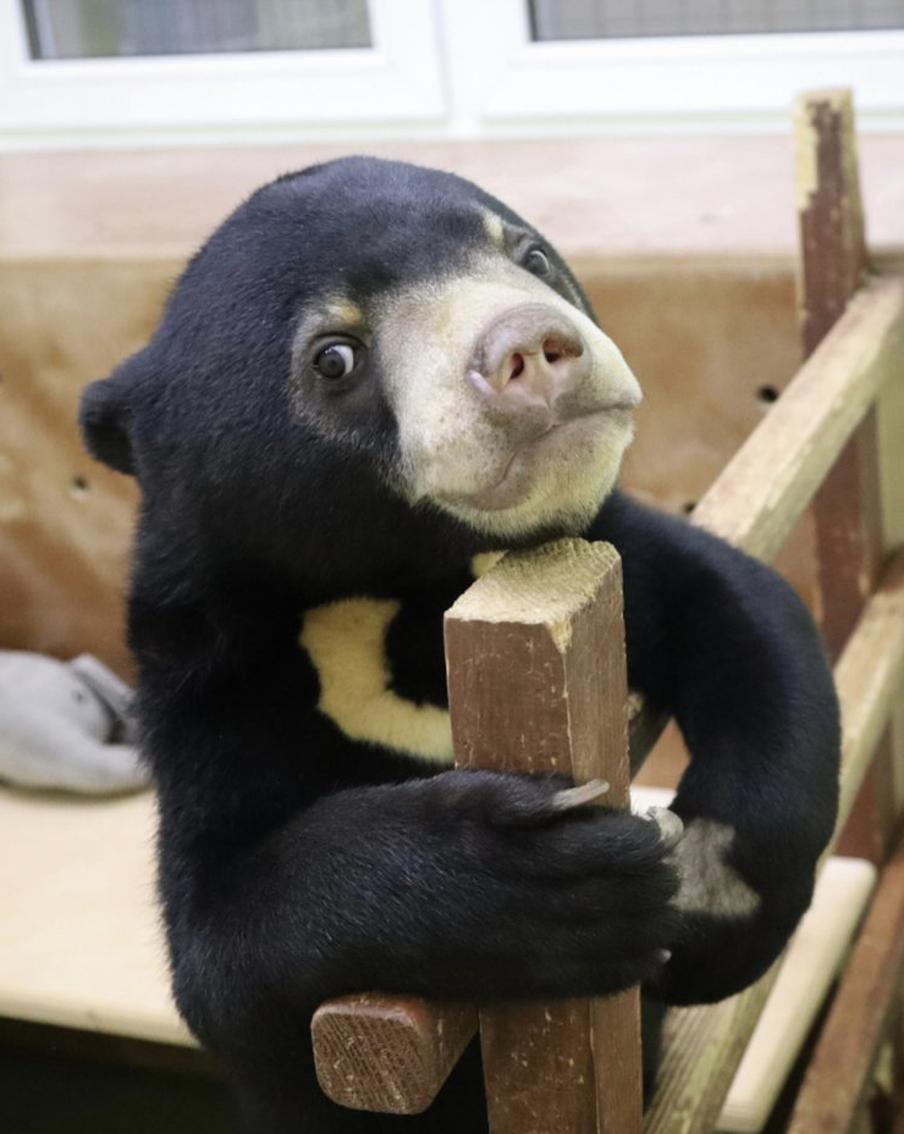 Московский зоопарк показал, как малайского медвежонка приучают к переноске