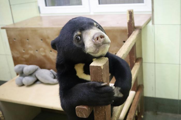 Московский зоопарк показал, как малайского медвежонка приучают к переноске