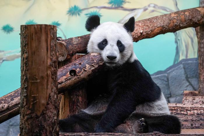 Жители Китая с удовольствием следят за трансляциями из Московского зоопарка