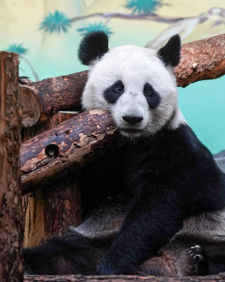 Жители Китая с удовольствием следят за трансляциями из Московского зоопарка