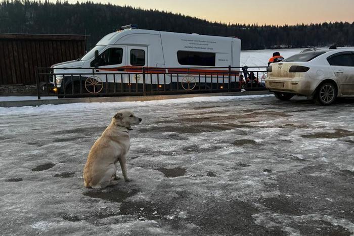 Собака Белка в Башкортостане 3 дня ждала хозяина, провалившегося под лёд