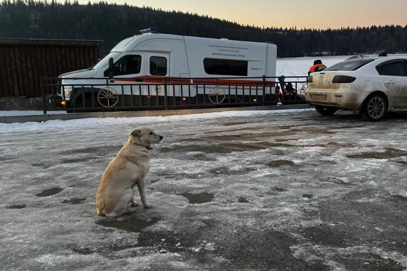 Собака Белка в Башкортостане 3 дня ждала хозяина, провалившегося под лёд