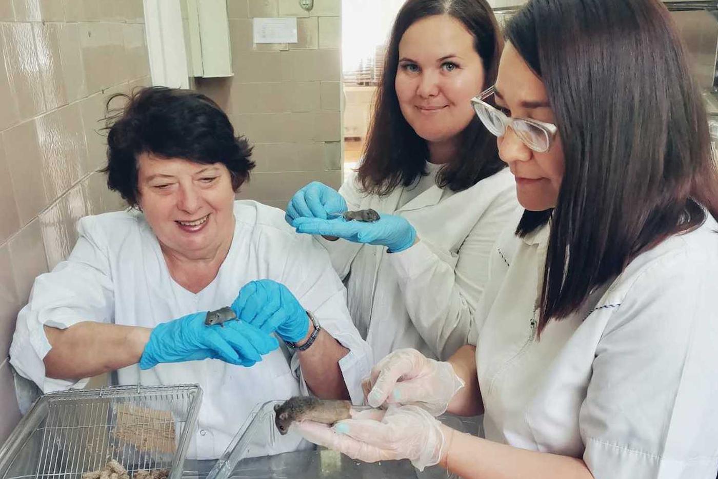 Овёс поможет бороться с последствиями радиации. Это смогли доказать российские учёные