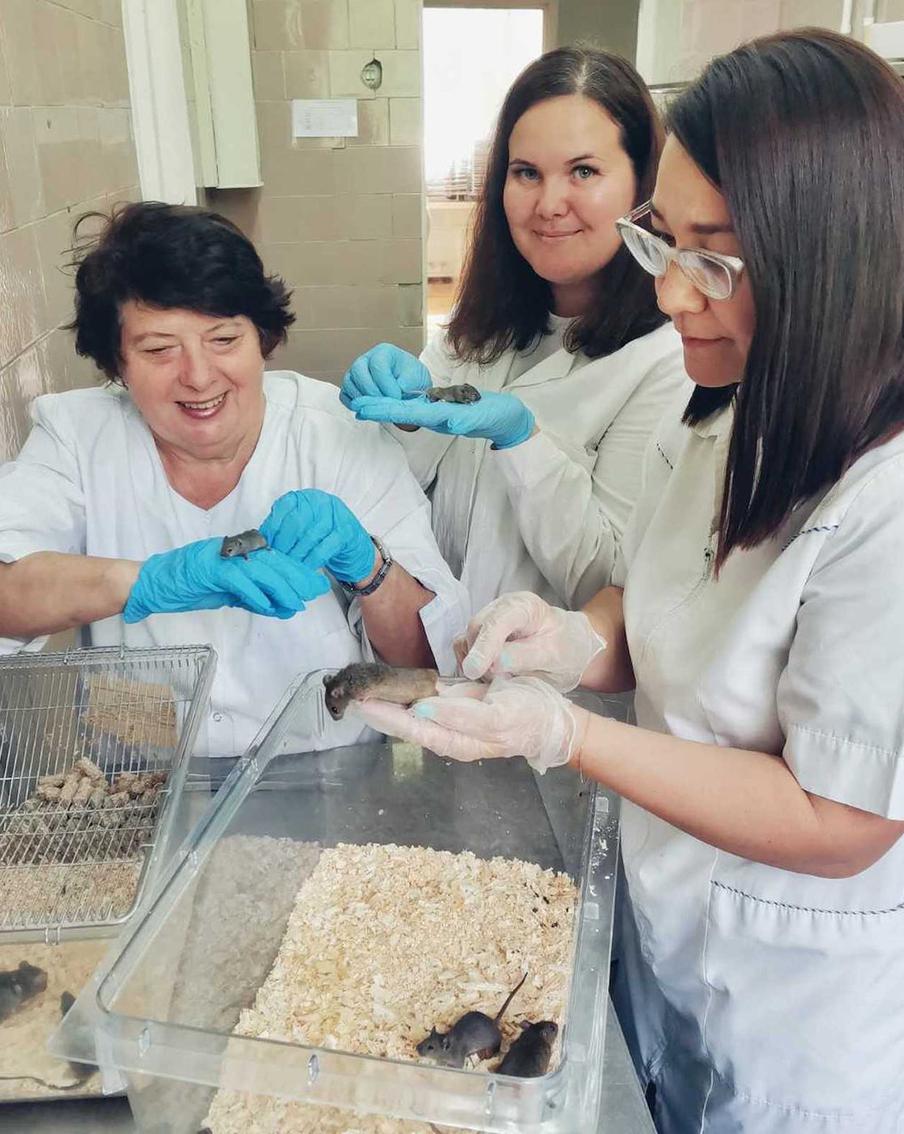 Овёс поможет бороться с последствиями радиации. Это смогли доказать российские учёные