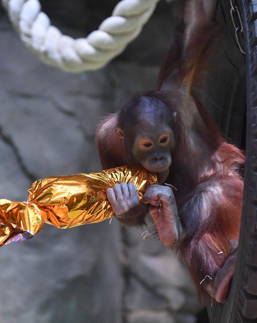 Московский зоопарк подвел итоги конкурса на лучшие моменты из трансляций