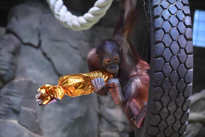 Московский зоопарк подвел итоги конкурса на лучшие моменты из трансляций