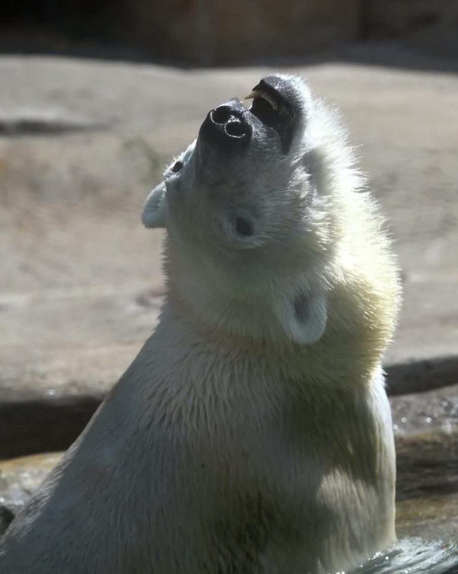 В Московский зоопарк привезли новых медвежат – имена выберут москвичи