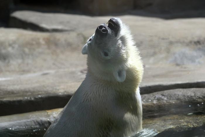 В Московский зоопарк привезли новых медвежат – имена выберут москвичи