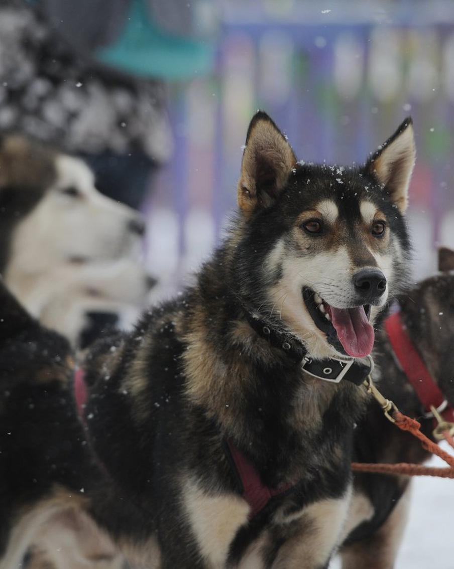 С ветерком на хаски: катаемся на упряжках