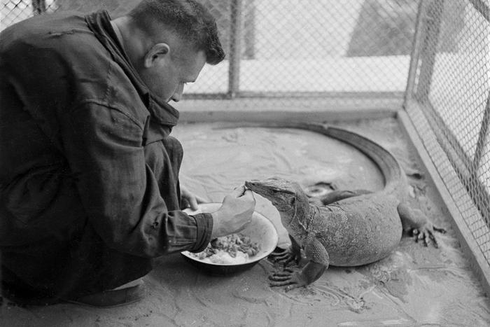 От доклада до зоосада: как в Москве появились слон и породистые голуби