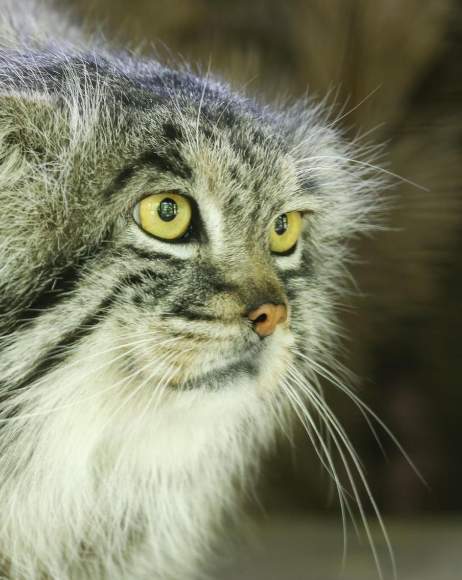 Манулы из Ленинградского зоопарка завершили зажировку к зиме
