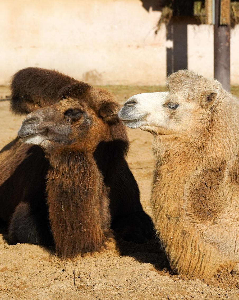 Ближе и детальнее: как изменились трансляции из зоопарка благодаря новым камерам