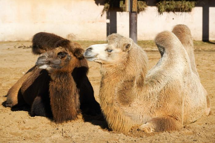 Ближе и детальнее: как изменились трансляции из зоопарка благодаря новым камерам