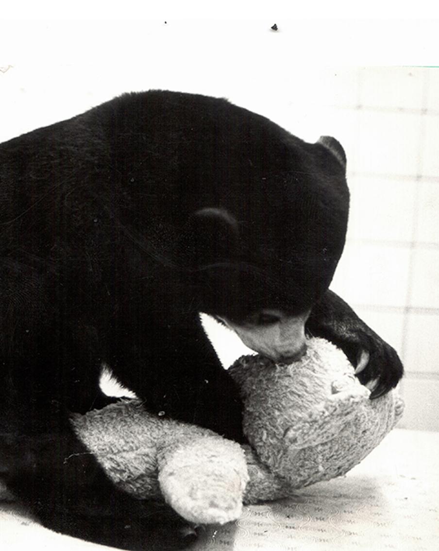 Работники Московского зоопарка поделились воспоминаниями о малайских медведях