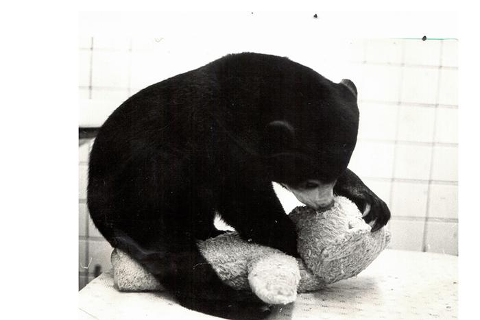 Работники Московского зоопарка поделились воспоминаниями о малайских медведях