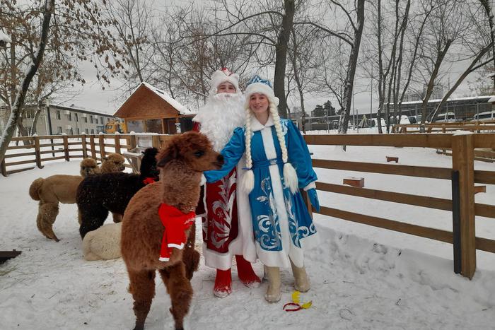 Горбатая корова сбежала от посетителей, а козлик протянул лапу. Как отмечают праздники на "Городской ферме" ВДНХ