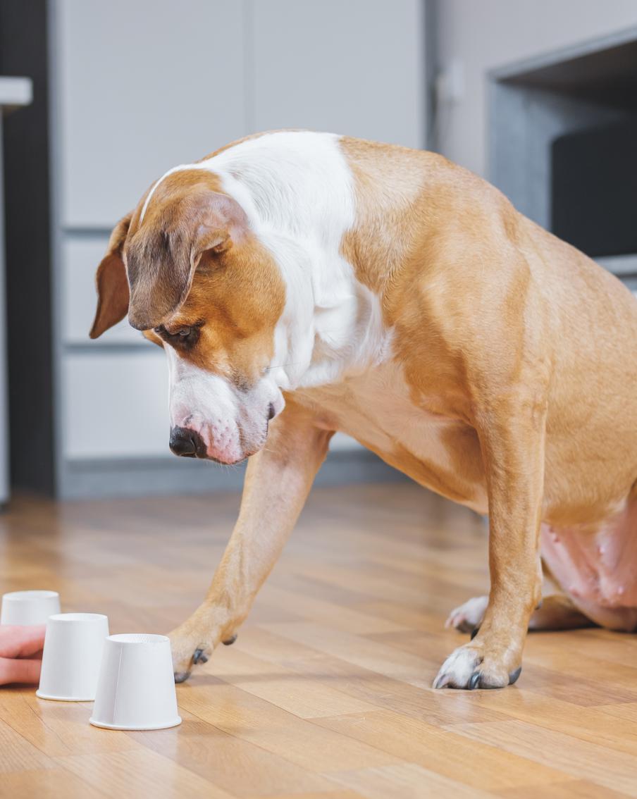 Учёные выяснили, что собаки прекрасно осознают, что хотят, нажимая на "говорящую" кнопку