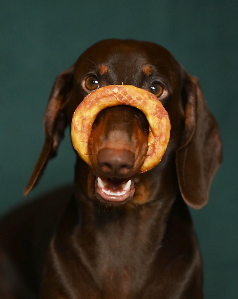 Собака-попрошайка: как отучить питомца выпрашивать еду со стола