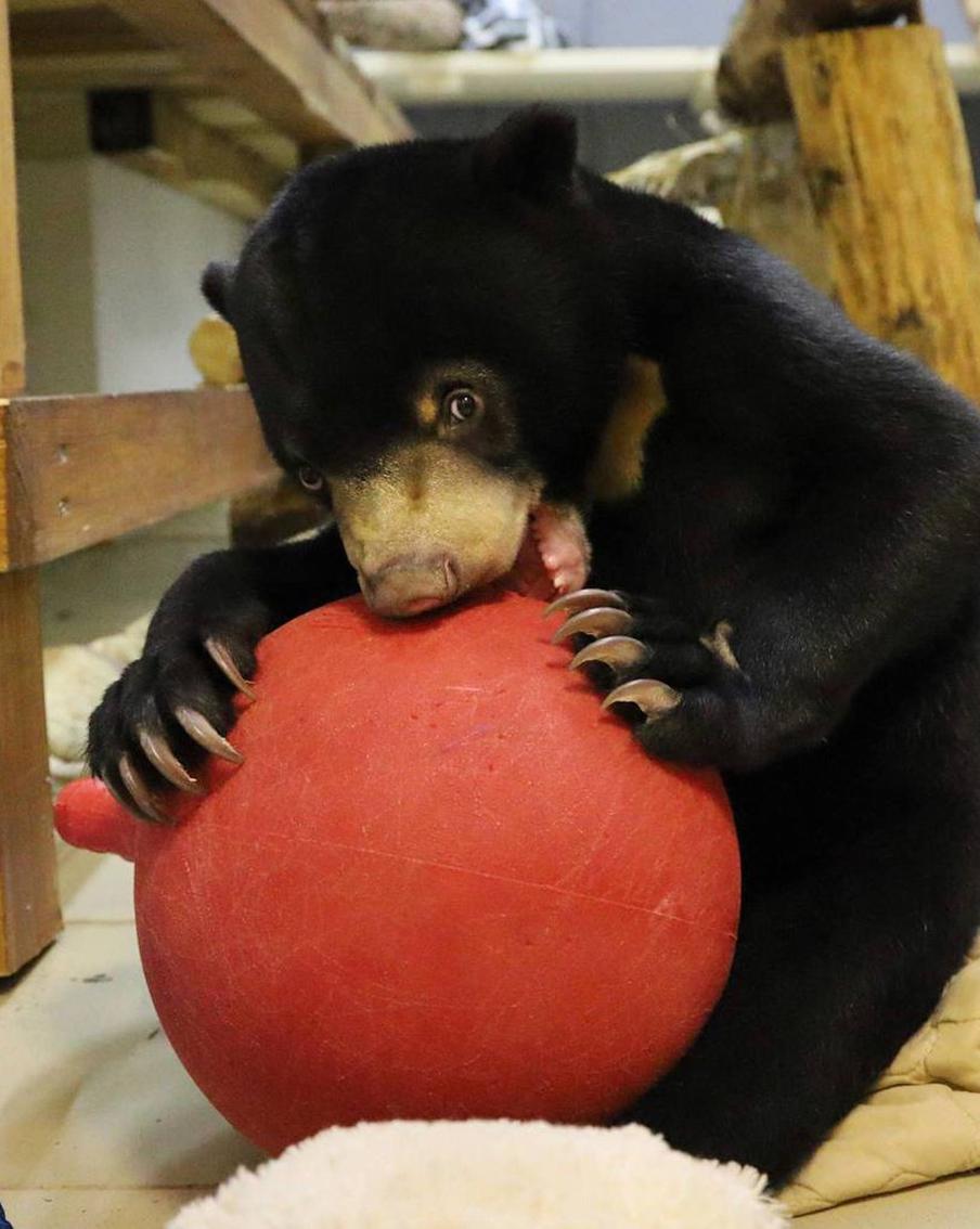 Малайский медведь стал одним из 70 новых видов в Московском зоопарке