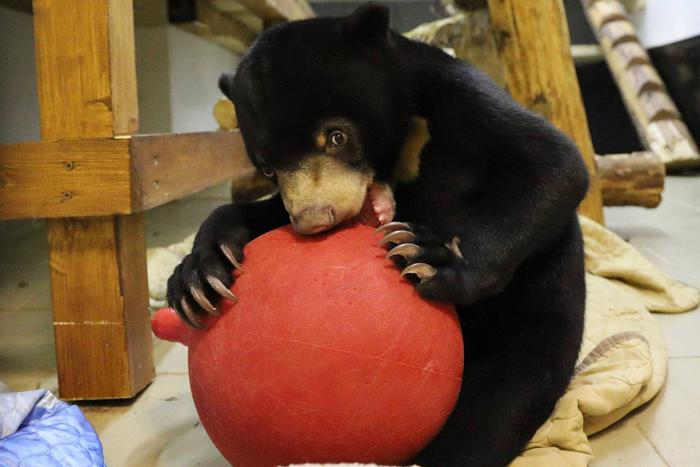 Малайский медведь стал одним из 70 новых видов в Московском зоопарке