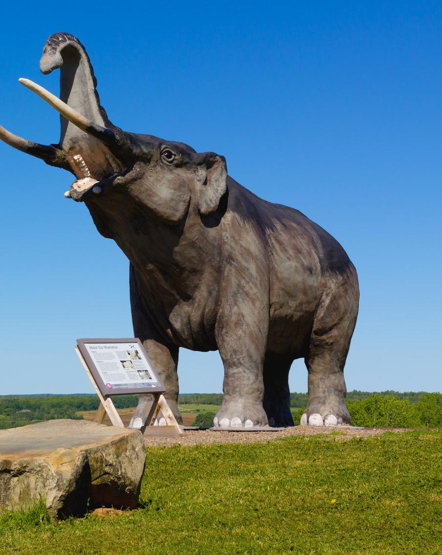 В штате Нью-Йорк нашли останки мастодонта на заднем дворе дома