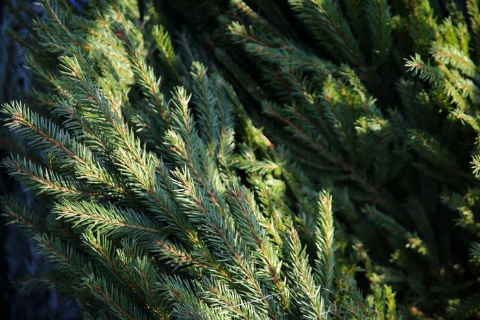 Ели и игрушки: что можно купить на новогодних базарах проекта "Зима в Москве"