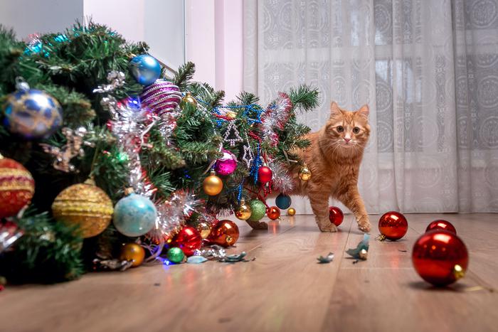 Дом без тревог: новогодние советы для владельцев животных