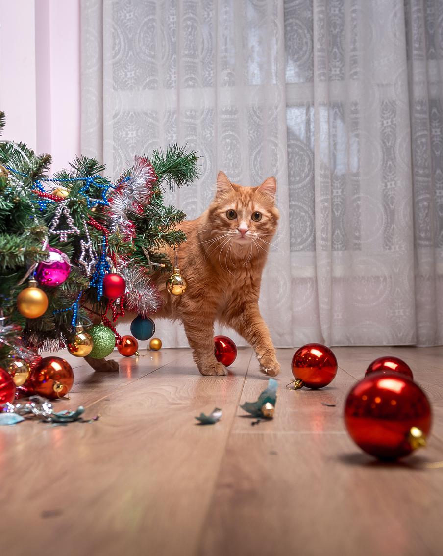 Дом без тревог: новогодние советы для владельцев животных