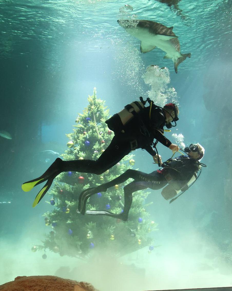 Спящий леопард и подводная свадьба: Metro выбрало лучшие фото 2024 года