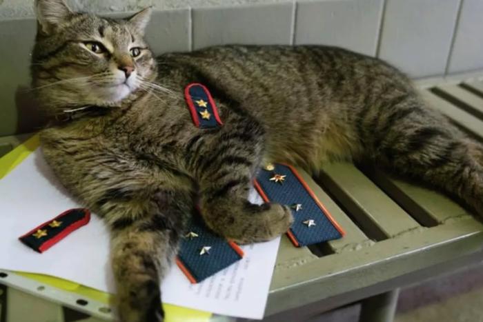 Кот-пожарный в Москве получил звание прапорщика