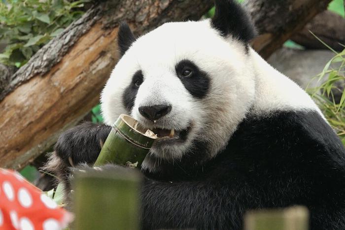 Жители двух столиц: кто чаще всех смотрит трансляции из Московского зоопарка