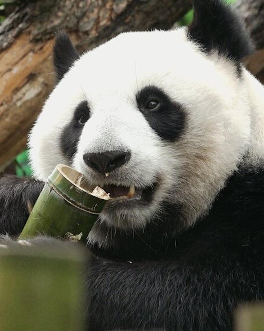 Жители двух столиц: кто чаще всех смотрит трансляции из Московского зоопарка