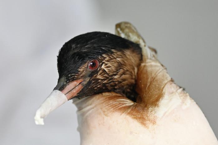 Спасённых после разлива мазута птиц выпустили в реку в Краснодаре