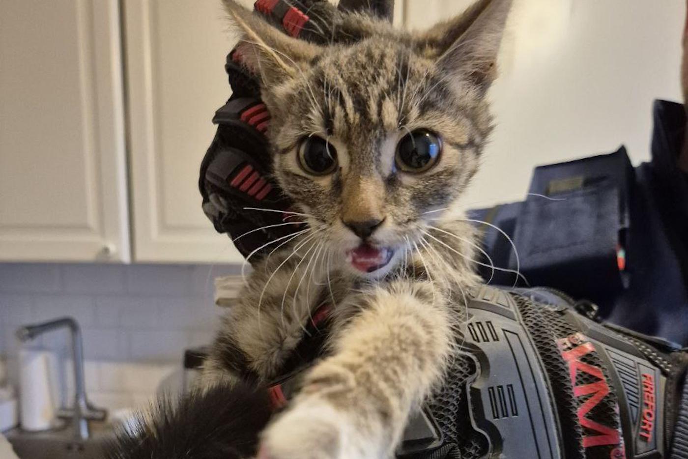 Пушистика спасли из заточения: котёнок просидел между стенами почти неделю