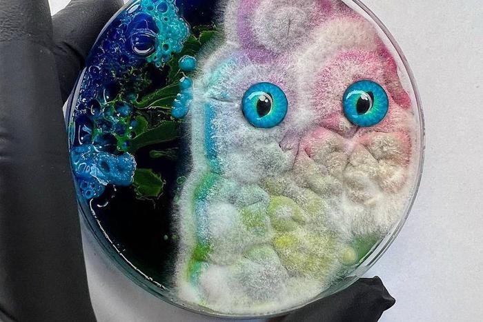 Плесень не портит арт-объекты, она создаёт их сама