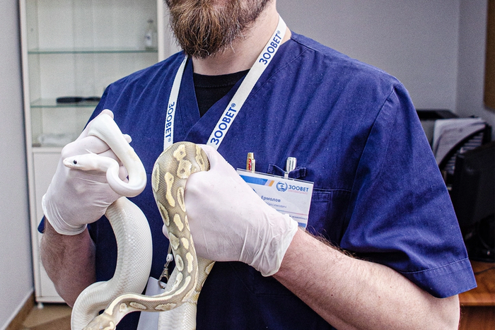 "Змея может напасть на алкоголика": за что москвичи любят символ года