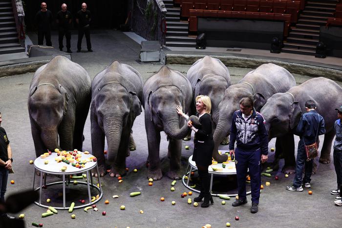 Для этих слонов заказали спецборт: в московском цирке появились новые артисты