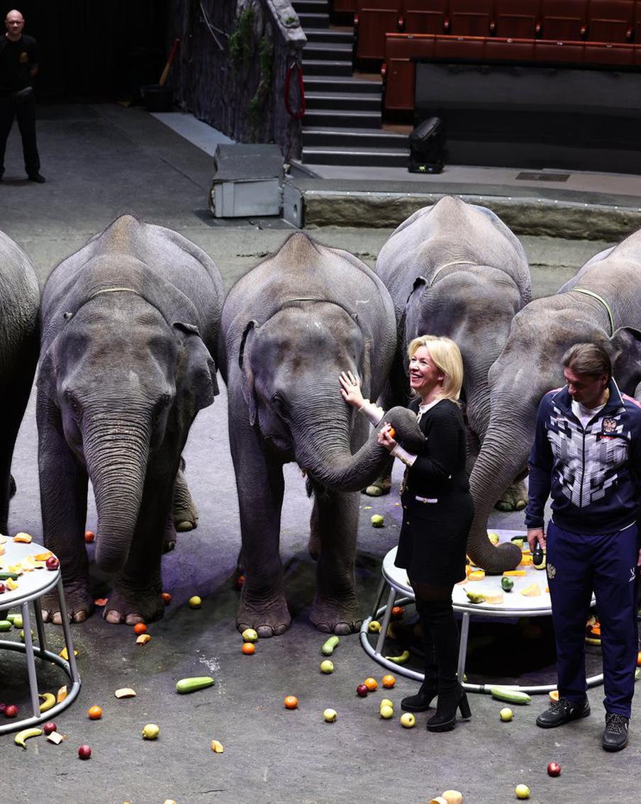 Для этих слонов заказали спецборт: в московском цирке появились новые артисты