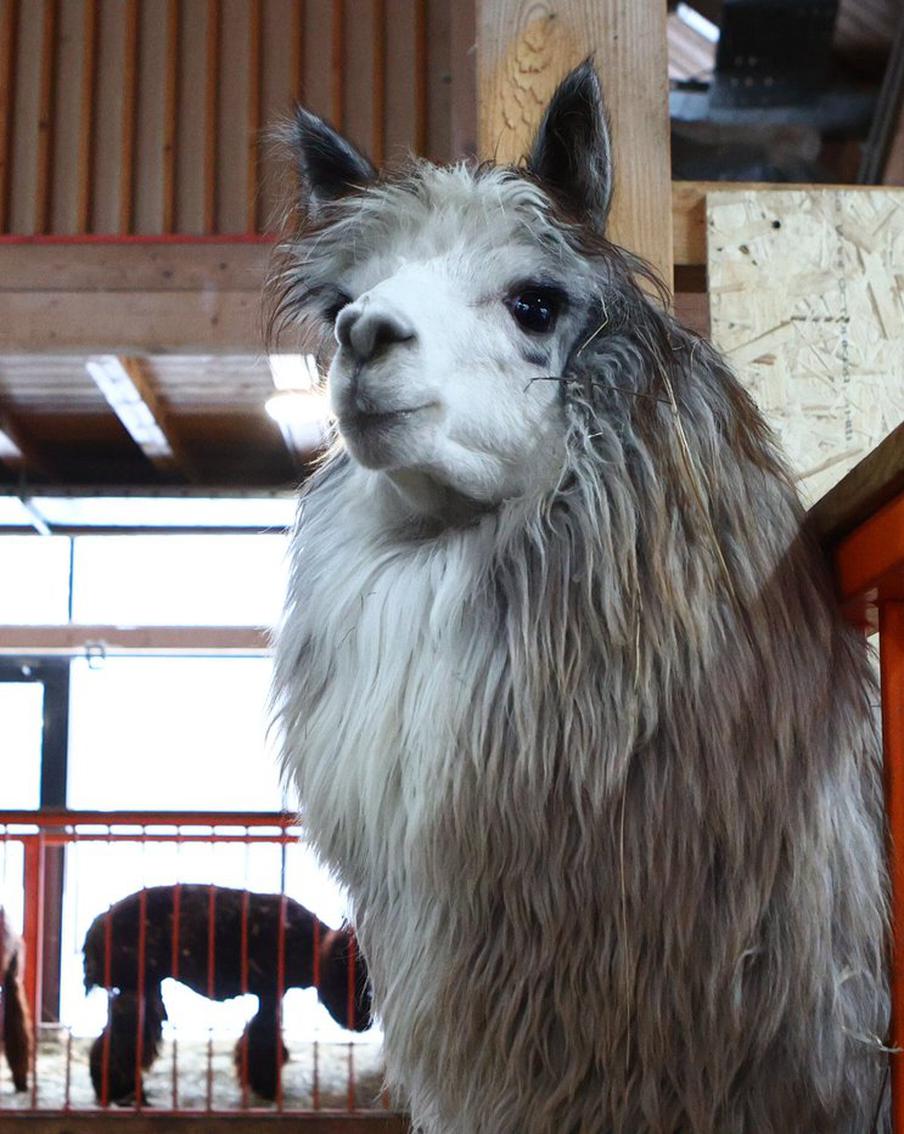 Покормить пушистиков с рук и стать частью огромного хоровода: Metro рассказывает, чем заняться сегодня в городе