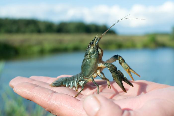 "Ракообразные тоже плачут": думай дважды, перед тем как сварить их живьём