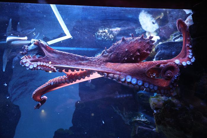 Более тысячи животных пополнили Московский зоопарк в 2024 году: Осю дрессируют, а Маше пророчат актёрскую судьбу